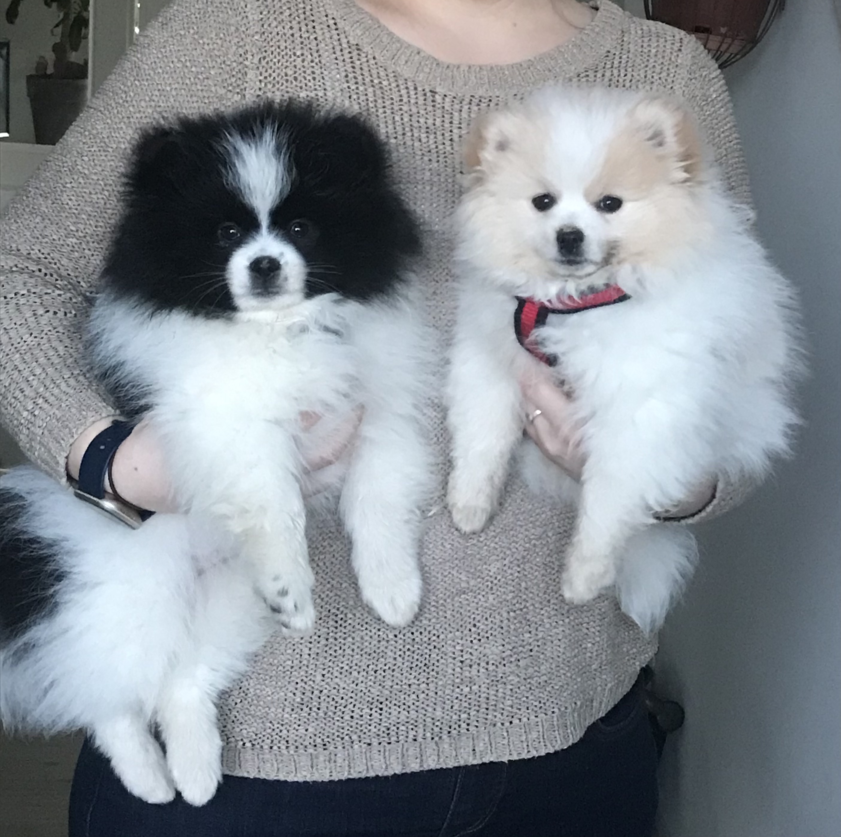 Tilli Vanilli und Tjara