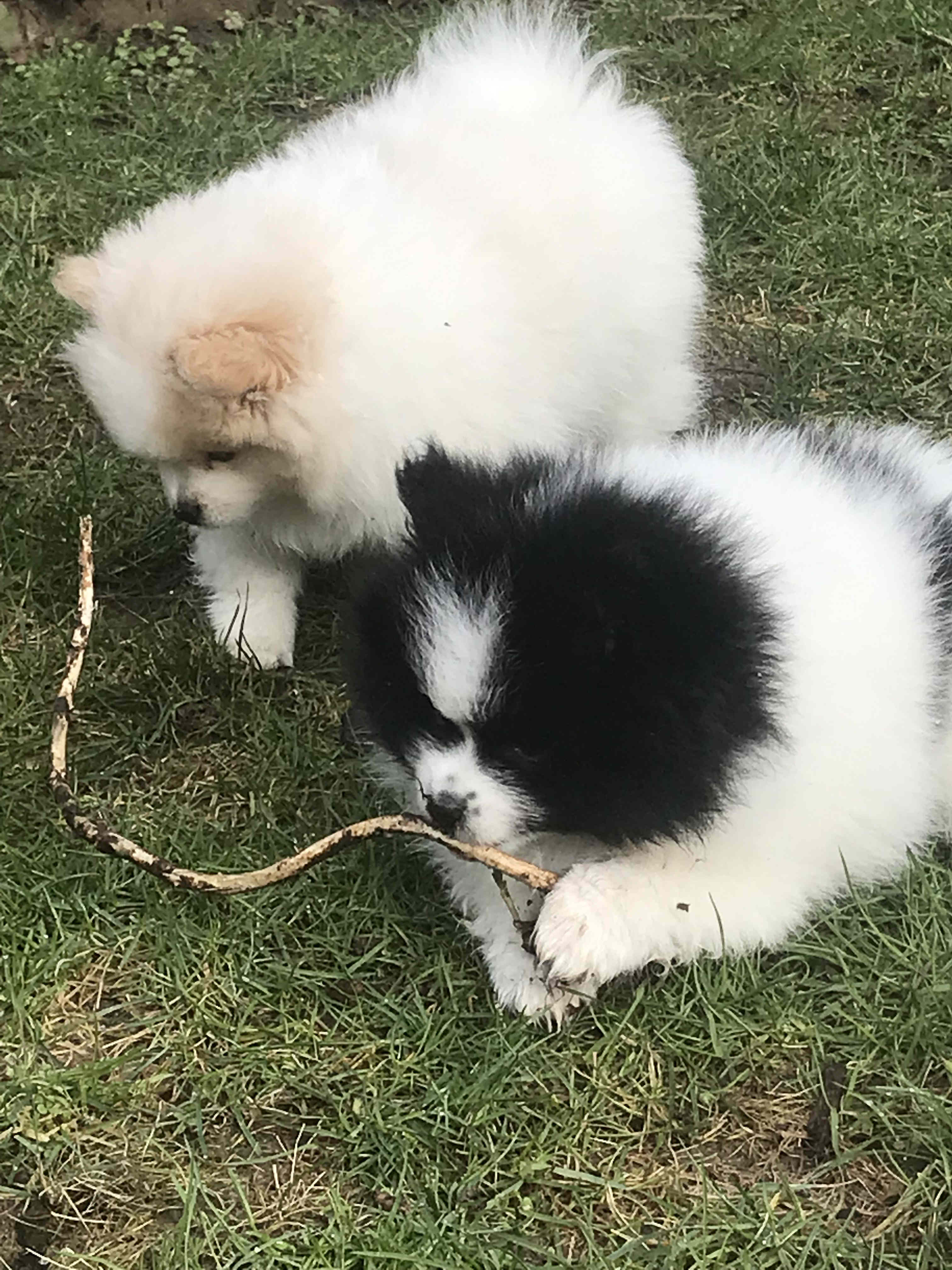 Tilly und Tyara