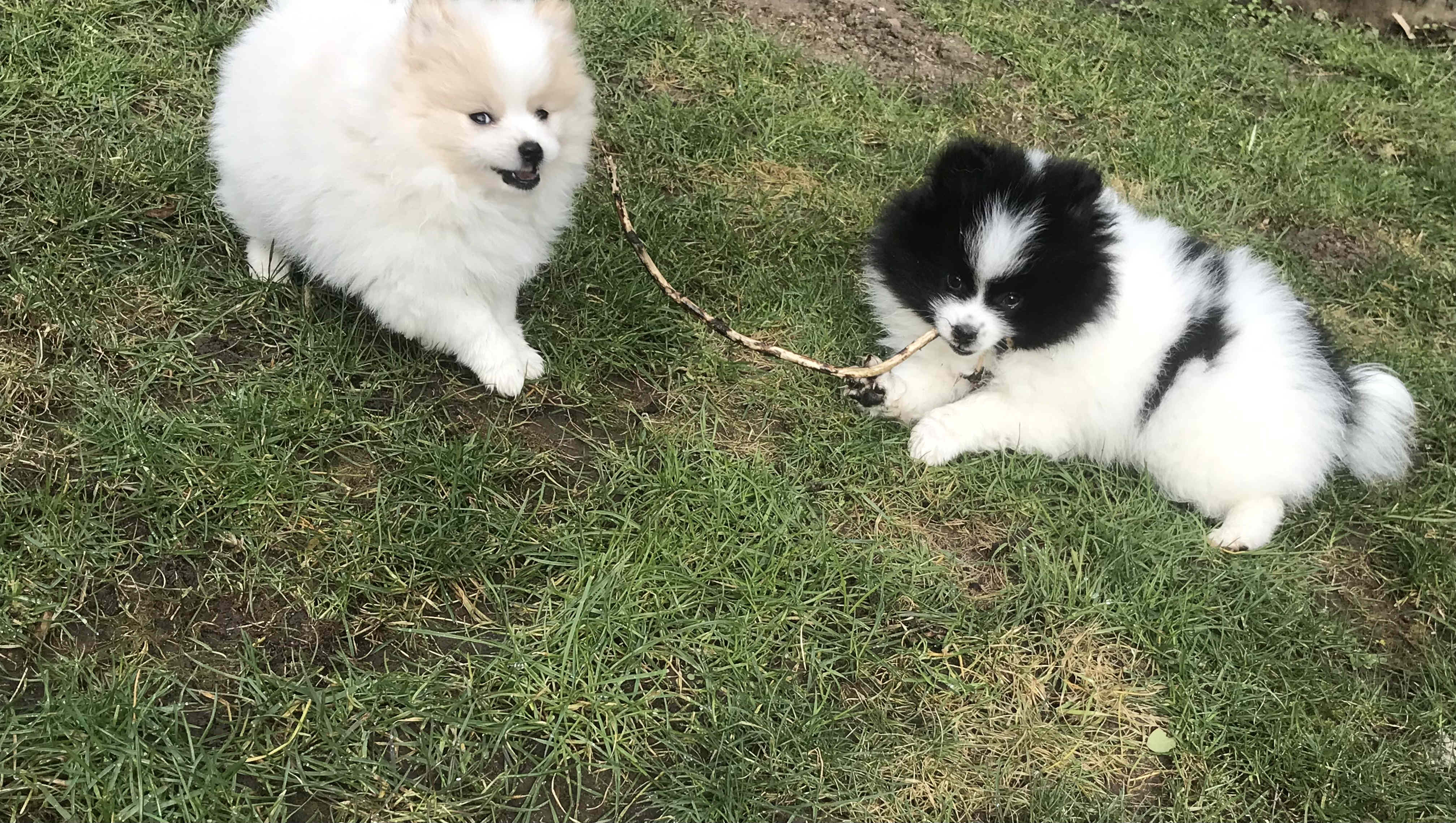 Tilly und Tyara