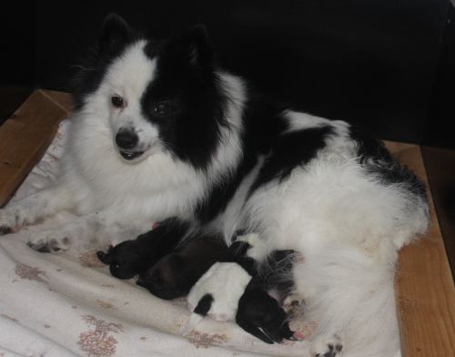 Ivy und Welpen